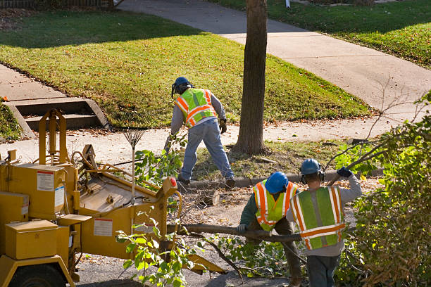 Best Sod Installation  in East Palo Alto, CA